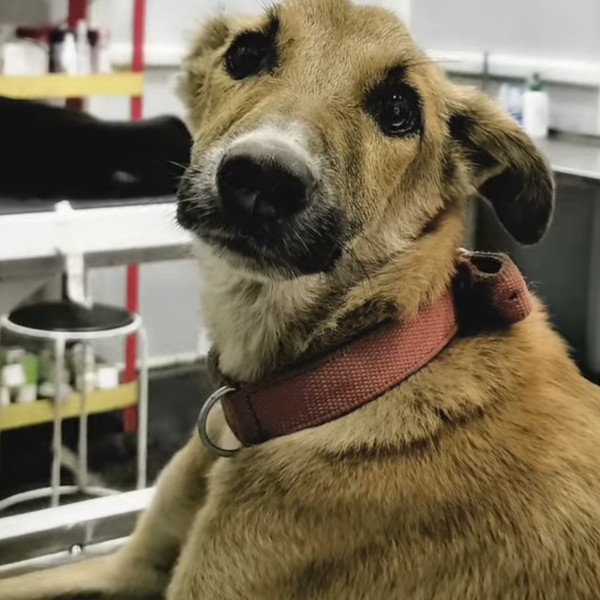 Comprehensive Veterinary Care