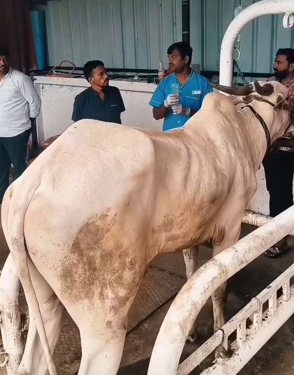 Large Animal Physiotherapy