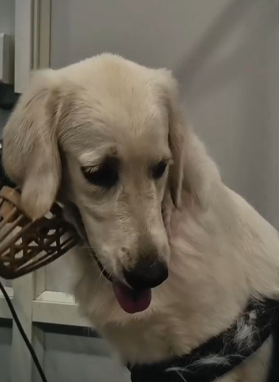 Compassionate Animal Care