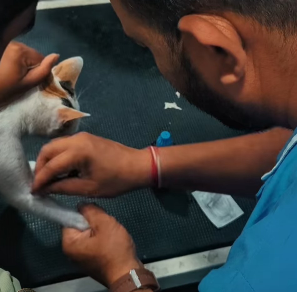 Feline Medical Care
