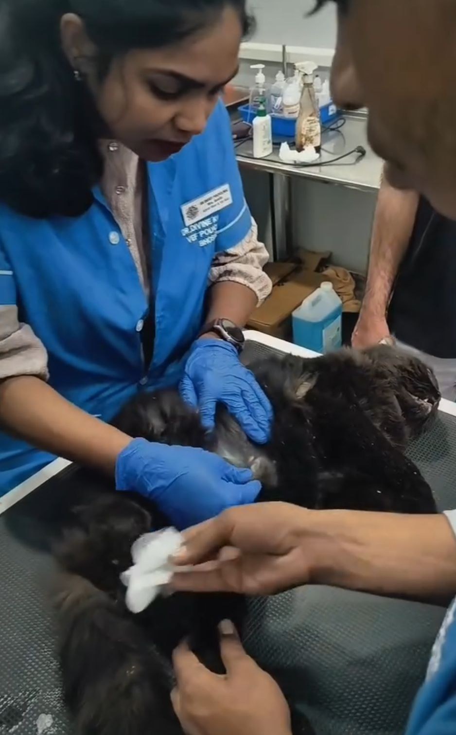 Veterinary Nursing Care